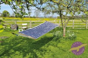 hammock in the orchard