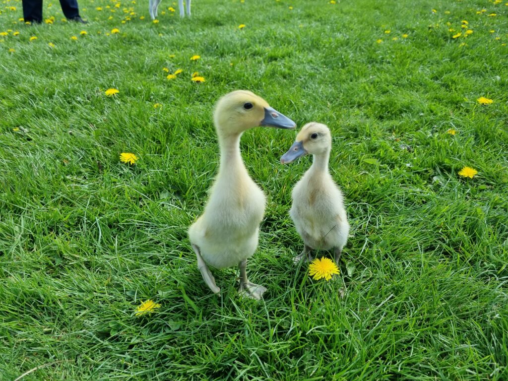 two ducklings in the grass
