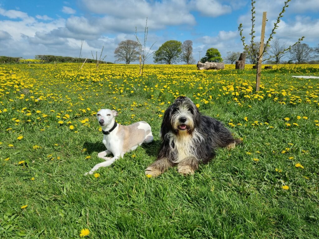 two dogs lying in a dandelion covered field