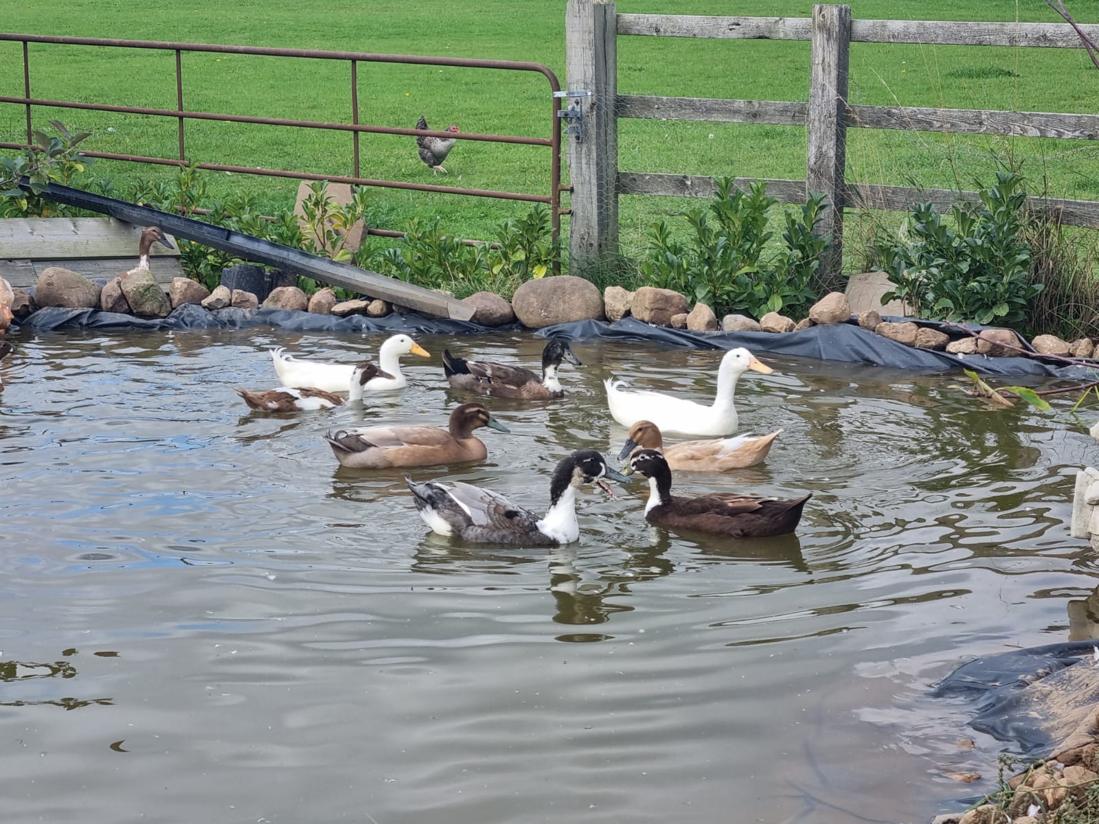 ducks in their pond