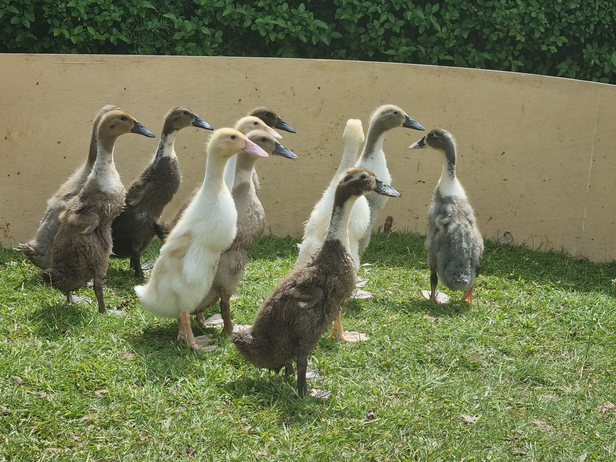 ducks in their enclosure