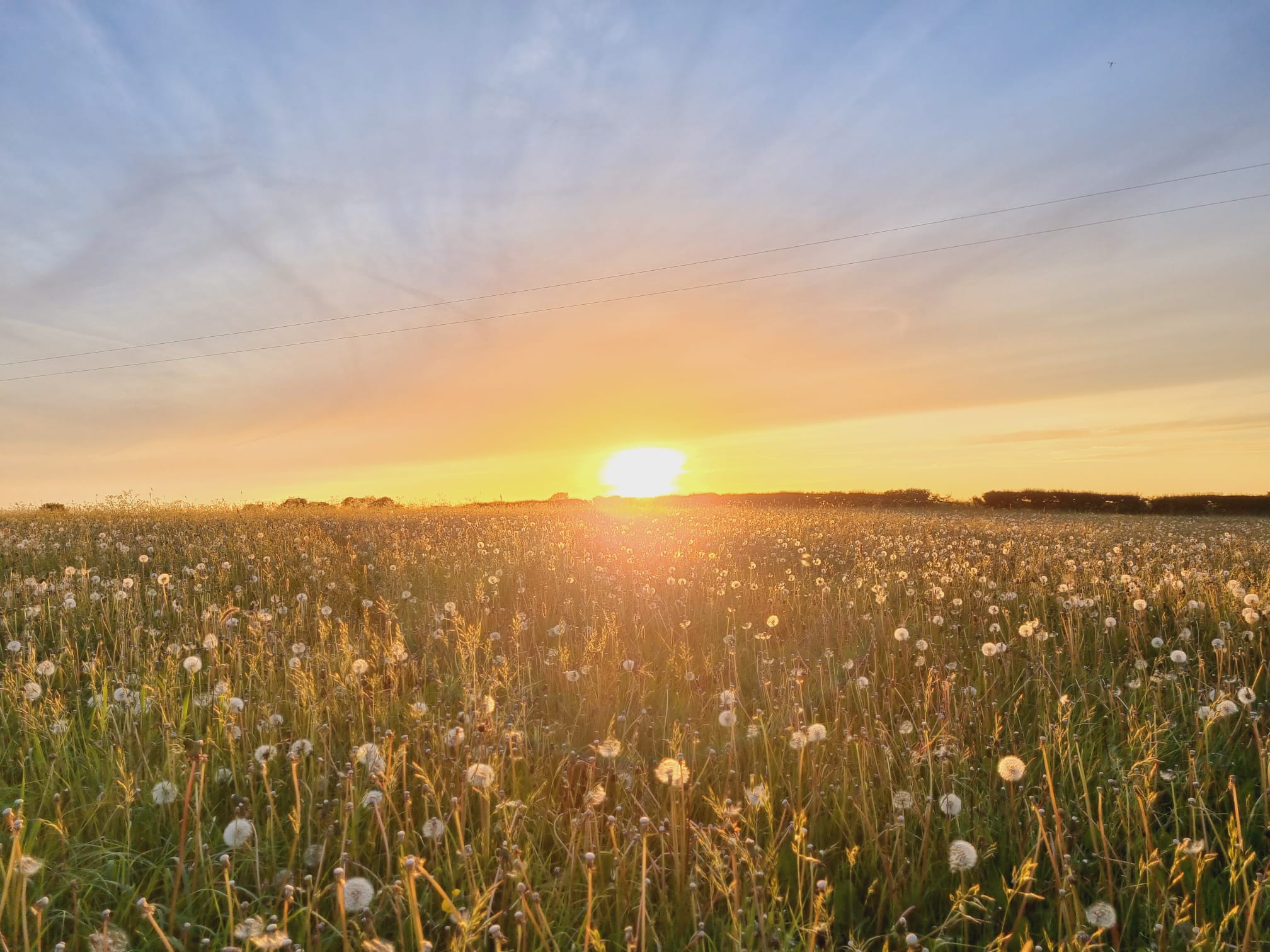view of a sunrise over a field with wildflowers